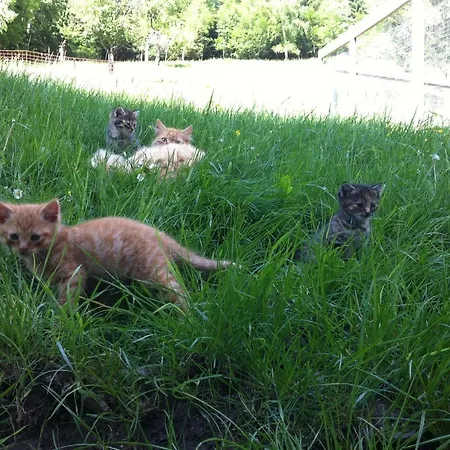 Çiftlik konaklama Ahlhof Schladming