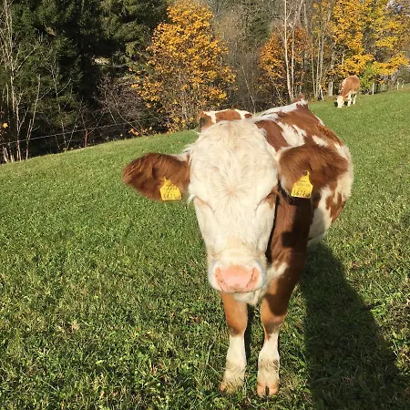 Çiftlik konaklama Ahlhof Schladming