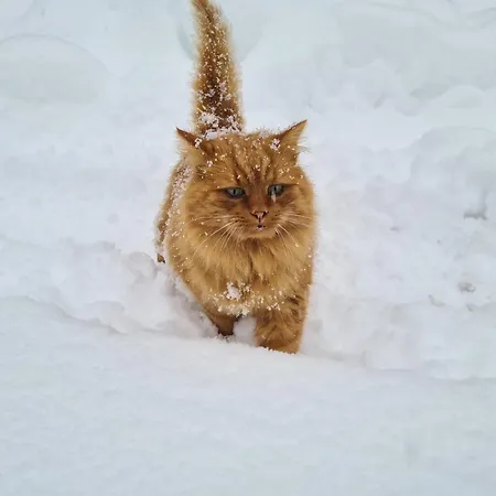 Çiftlik konaklama Ahlhof *