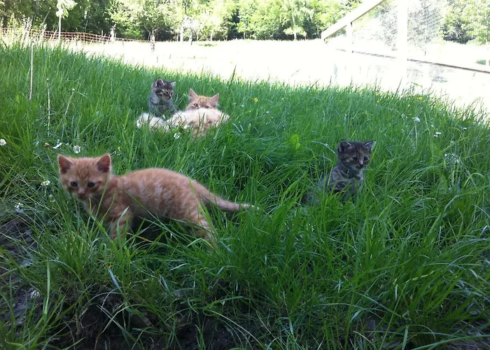 Agroturismo Ahlhof Schladming